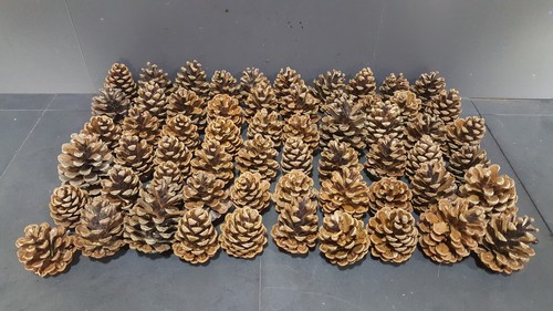 60x pomme pin 100 naturel - pomme, 100%