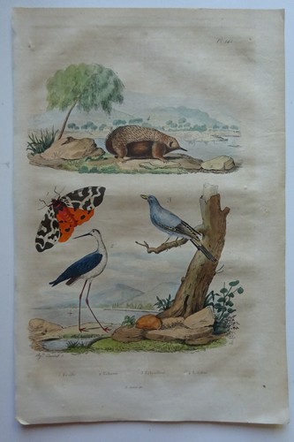 Gravure 1835 dict histoire - gravure,