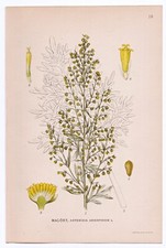 1926 Lindman Botanical Flower Print, Wormwood Absinthe (Artemisia Absinthium)