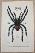 Gravure sur cuivre coloriée