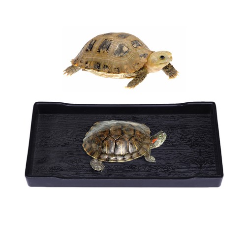 Bol eau pour - d'eau, tortue