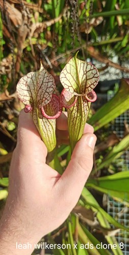 Sarracenia ads clone - ads,