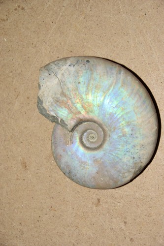 Ammonite aioloceras besairiei - aioloceras,