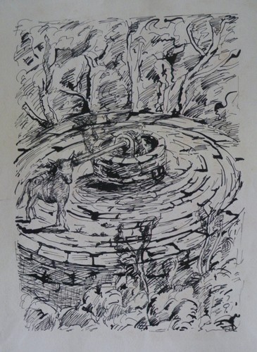Pino della selva - pino,