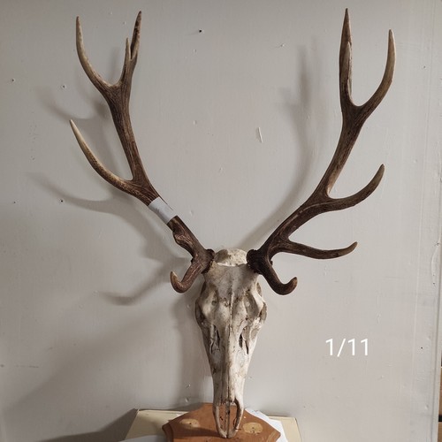 Massacre bois cerf - bois,