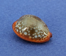 Cypraea Citrina Dauphinensis