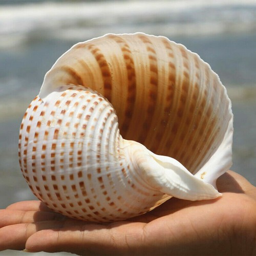 Naturel conque coque aquarium - naturel,