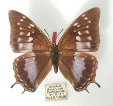 Charaxes turlini f. adelinae female - Rwanda - 60 mm - paratype -