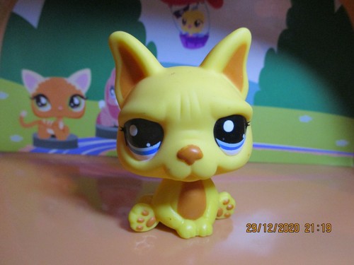 Petshop french bulldog dog - bulldog,