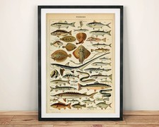 Vintage Fish Identification