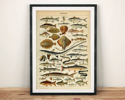 Vintage fish identification - vintage,