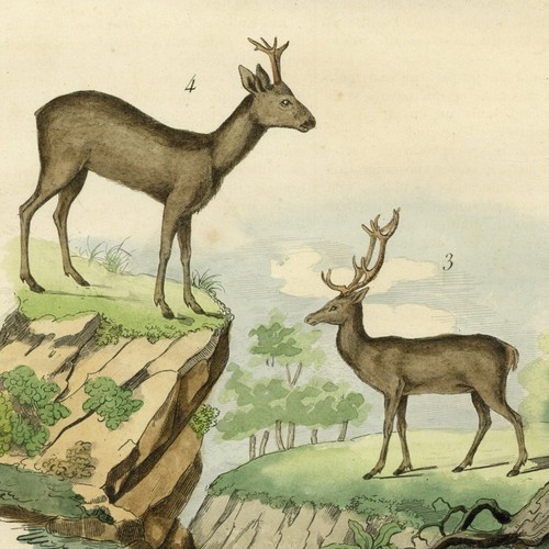 Histoire naturelle cerf renne - naturelle,