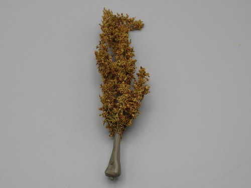 Arbre peuplier sans - , cm