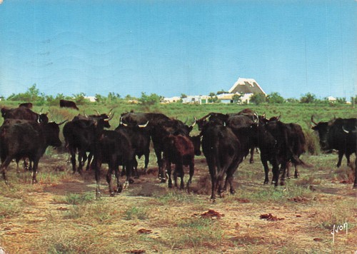 Camargue manade taureaux - manade,