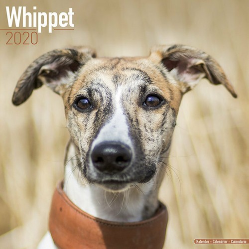 Calendrier 2020 whippet - calendrier,