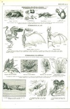 Antique Biology Document Adaptation of Living Beings from the 1953 Book