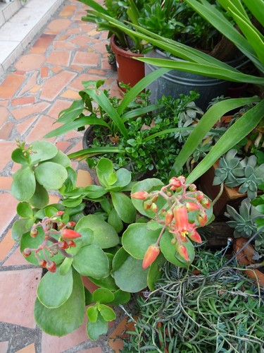 Lot plantes grasses - plantes,