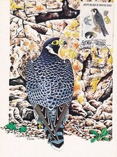 Postcard postcard 1st day stamp 1984 RAPACE FALCON PELERIN FALCON