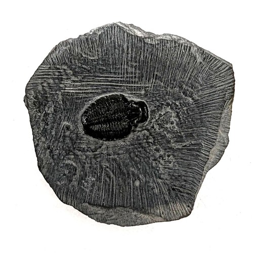Pierre fossile elrathia - fossile,
