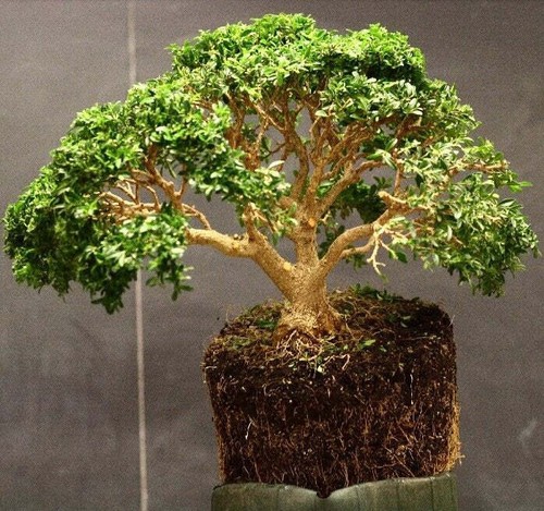 Graines buxus sempervirens - graines,