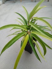 Ficus Halii "Golden Leaves" ( Amazing plant !!!!! ) 