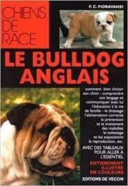 Bulldog anglais - le,