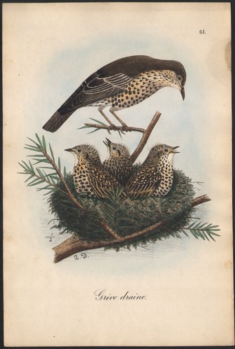 1860 lithographie aquarellée - lithographie,