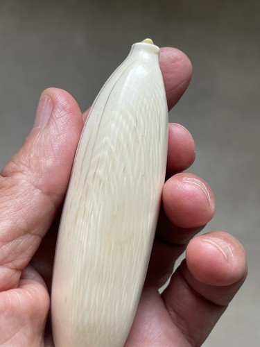 Dent cachalot - de,