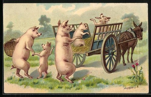 Carte postale famille porcs - carte,