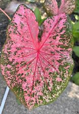 AUTHENTIC Caladium  Pink Beauty 1 bulbs
