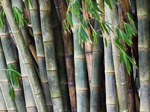 Calcutta bambou - ,