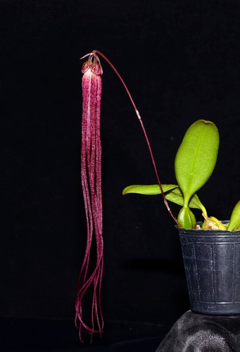 Bulbophyllum treschii species - treschii,