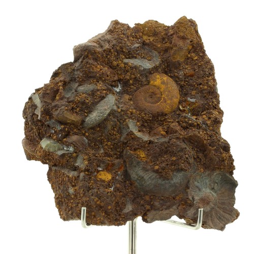Ammonite pleydellia 1284 - ammonite,
