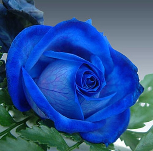 Graines rosier rose bleu - rosier,
