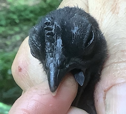 Ayam cemani eggs out - ayam,