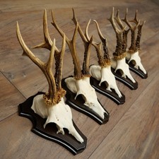 Bois De Cerf 5 Pièces Cerfs