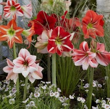 Dwarf Variety Amaryllis Bulbs