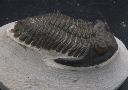 Fossile trilobite hollardops - fossile,
