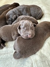 chiots  labrador chocolat