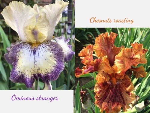 Iris germanica - , (2