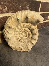 Très Jolie Ammonite Fossile