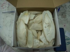 os de seiche en morceaux - 1