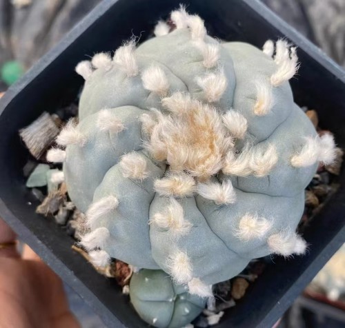 Rare plant cacti - rare,