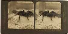 Steglitz GERMANY Spider Mygalus Animal Zoology, Artistic View Photo Stereo