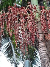 Palmier bambou costaricain -