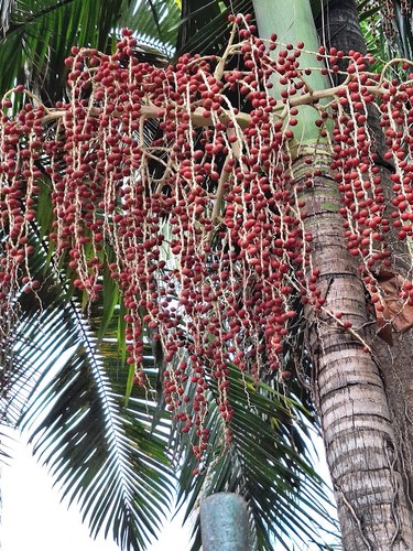 Palmier bambou costaricain - ,