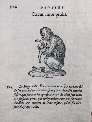 Singe 1557 rare monkey gravure - singe,
