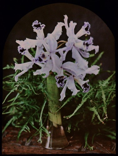 Autochrome vintage glass - /,
