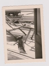 photo ancienne 🎞️ chien couché transats intérieur extérieur vers 1950s