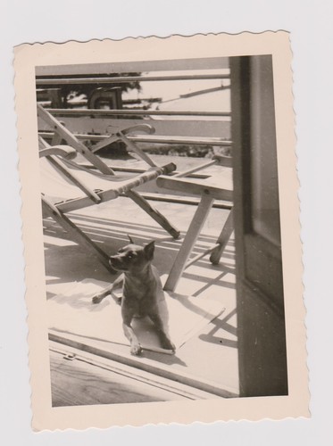 Photo ancienne chien - photo,